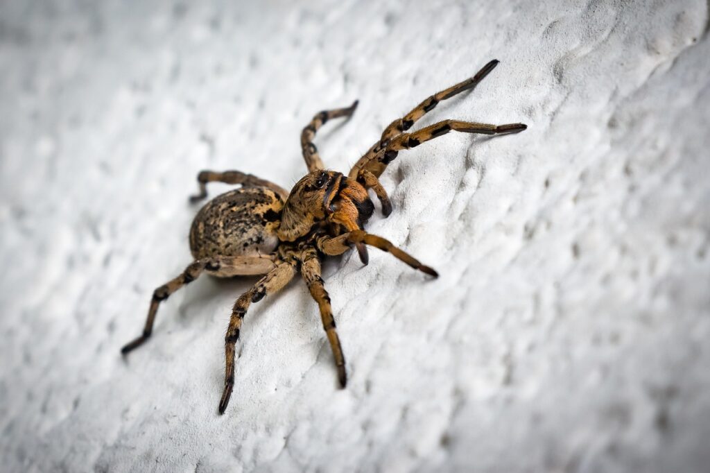Tapping into Personal Phobias 